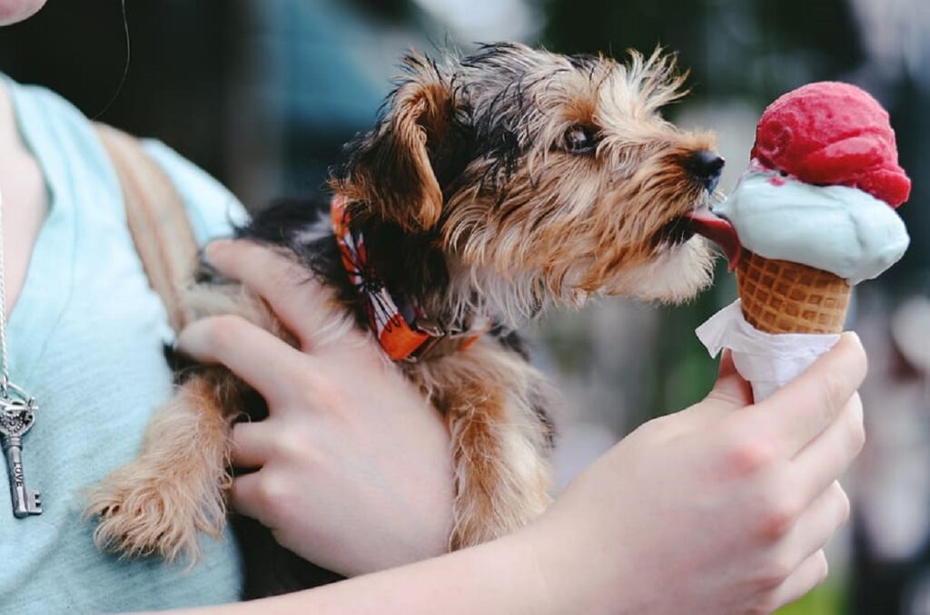 what to do with dogs in hot weather
