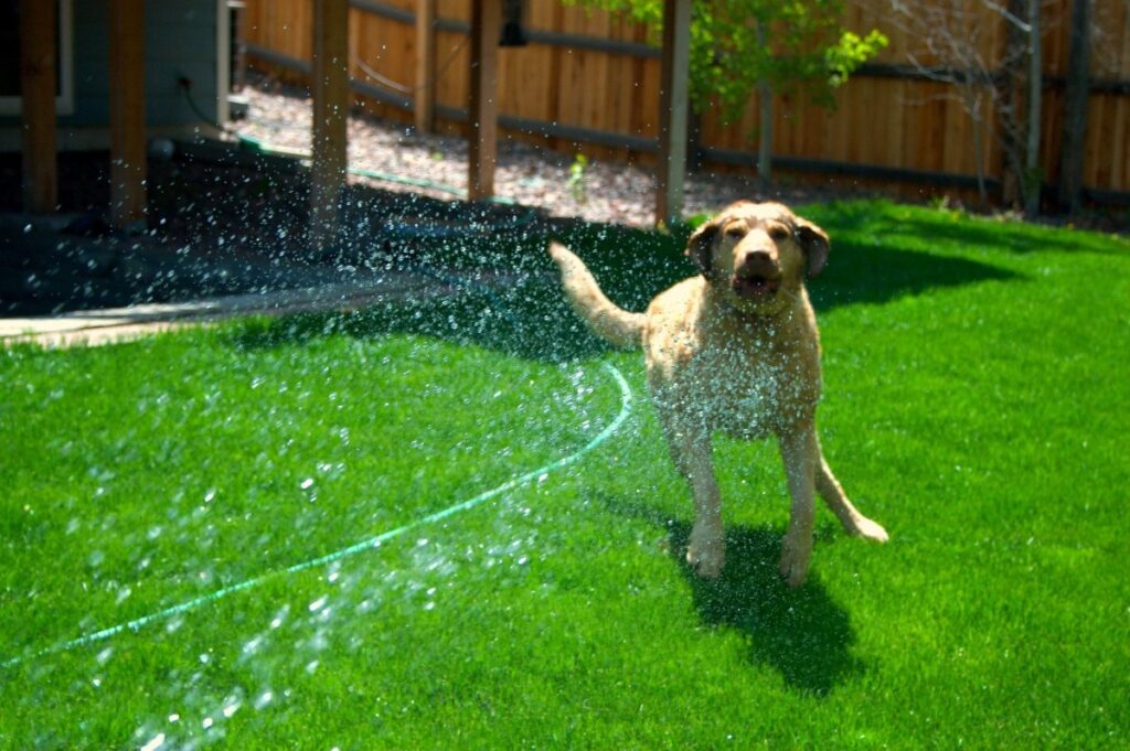 what to do with dogs in hot weather
