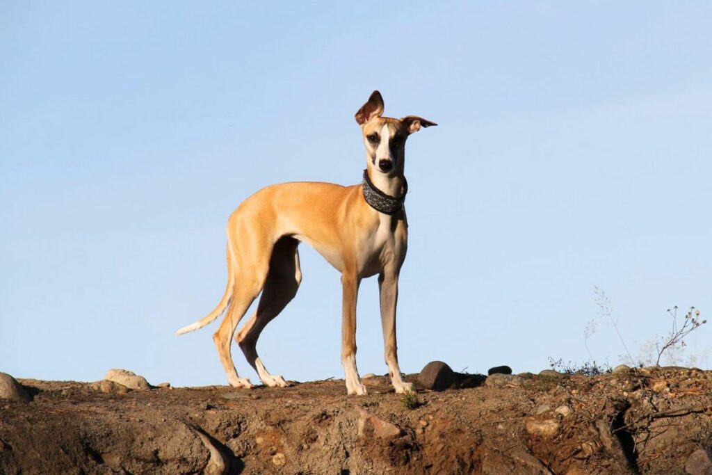 whippet grayhound