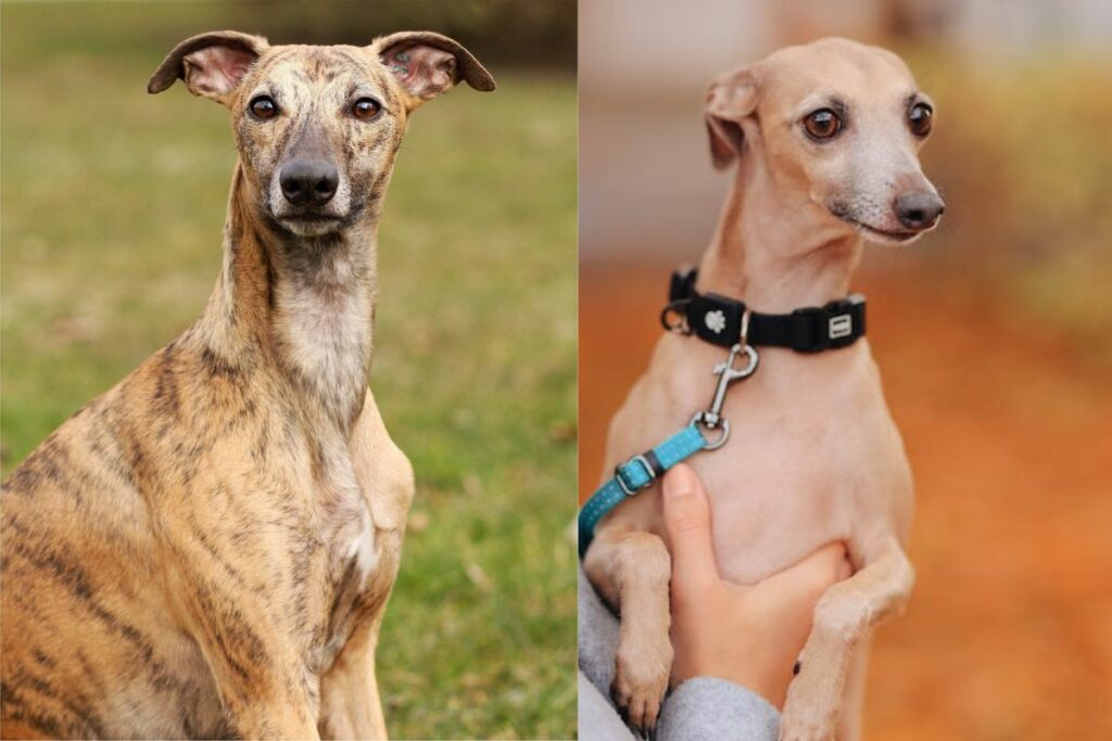 whippet vs italian greyhound