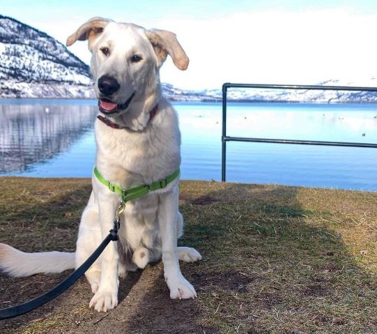 white alaskan dog