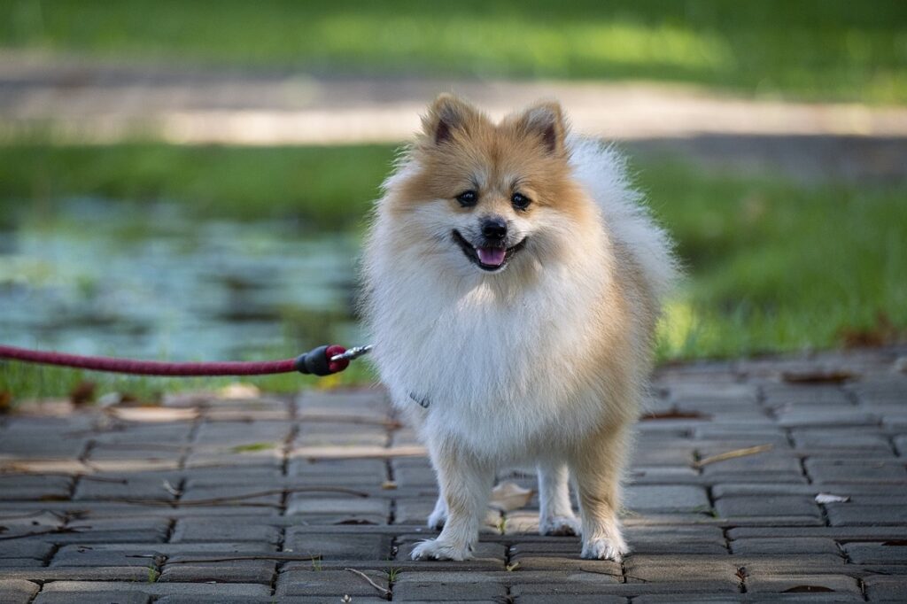 white and brown dogs
