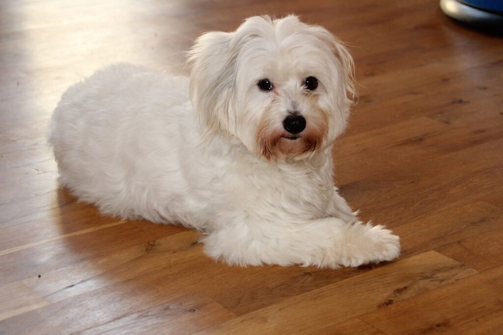 white curly hair dog
