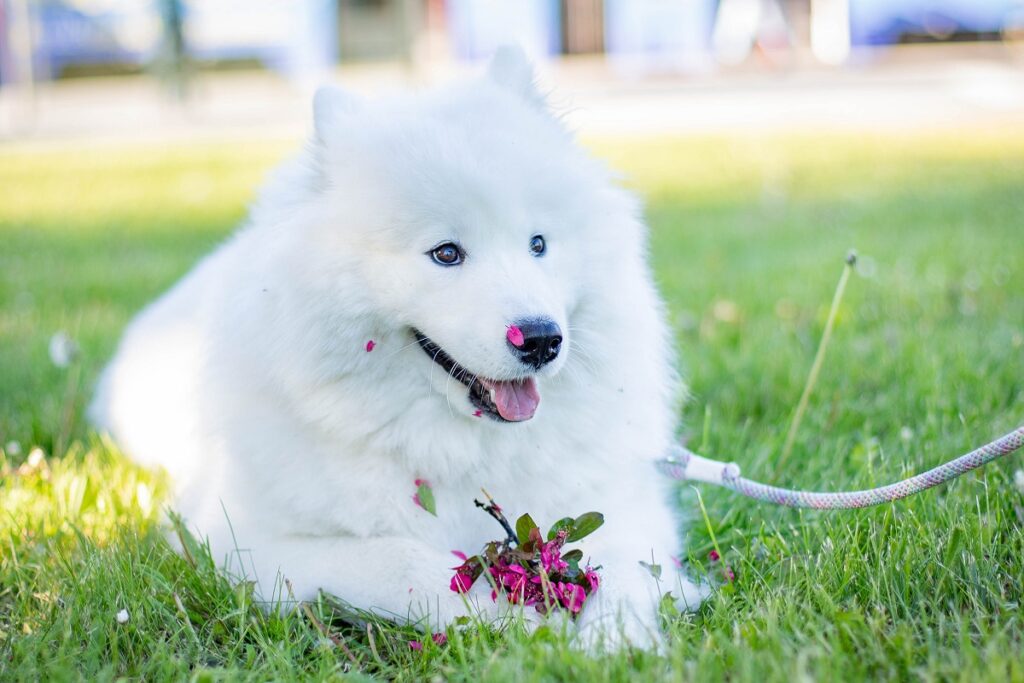 white dog breeds
