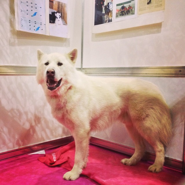 white dog that looks like a husky
