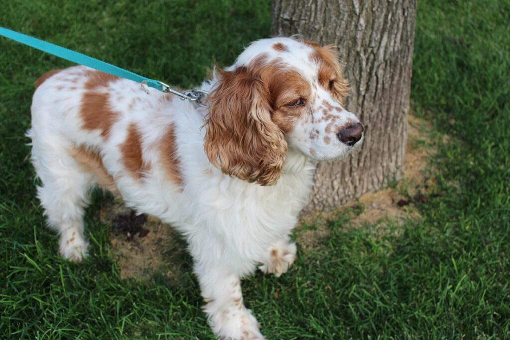 white dog with brown spots
