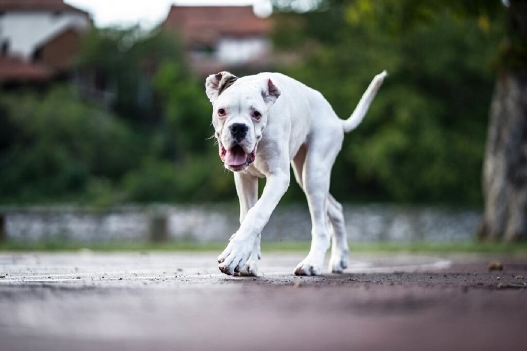 white boxer
