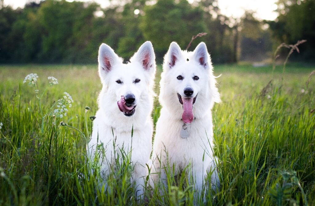 white fluffy dog
