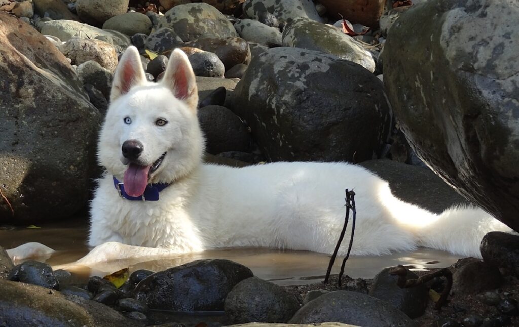 white wolf siberian husky
