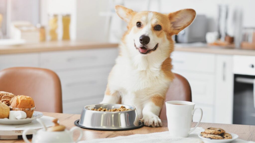 why are dogs obsessed with food