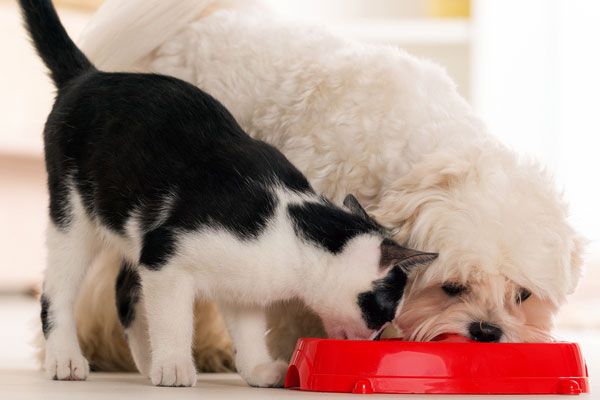 why do dogs eat cat poop