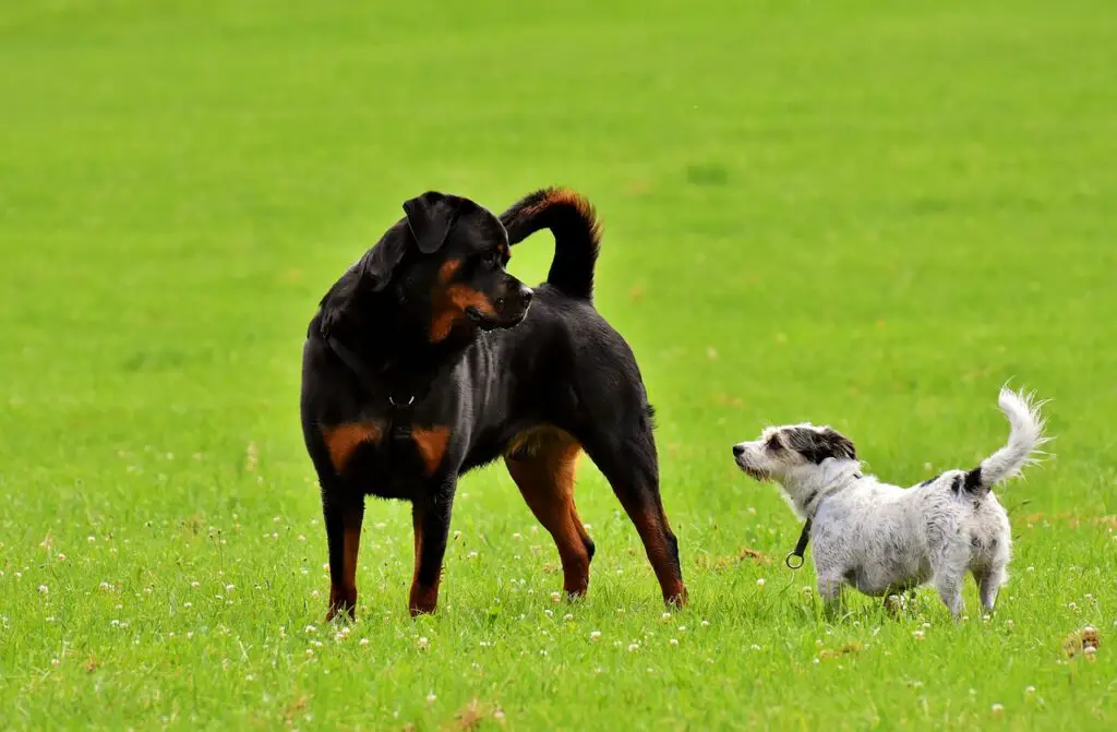 why rottweilers are the best dogs
