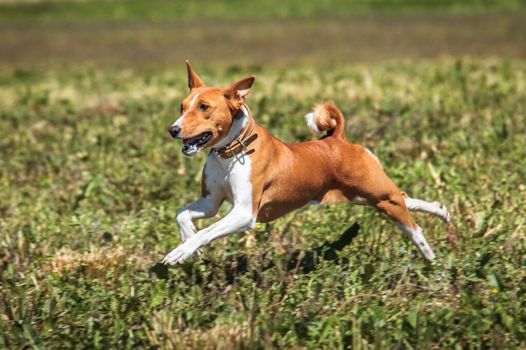 world oldest dog breed
