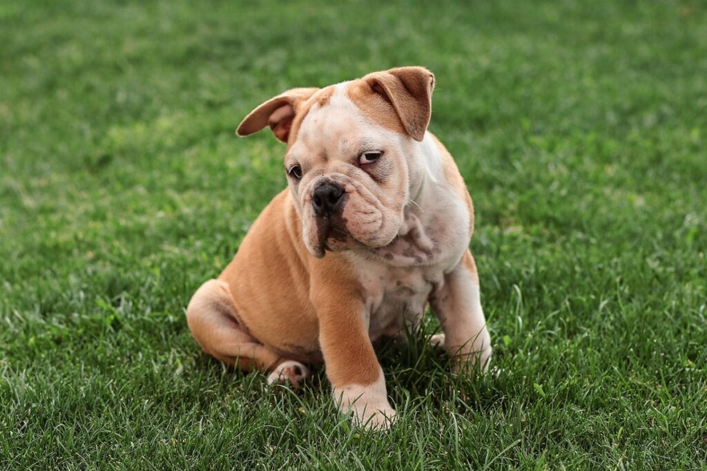 wrinkly dog breeds
