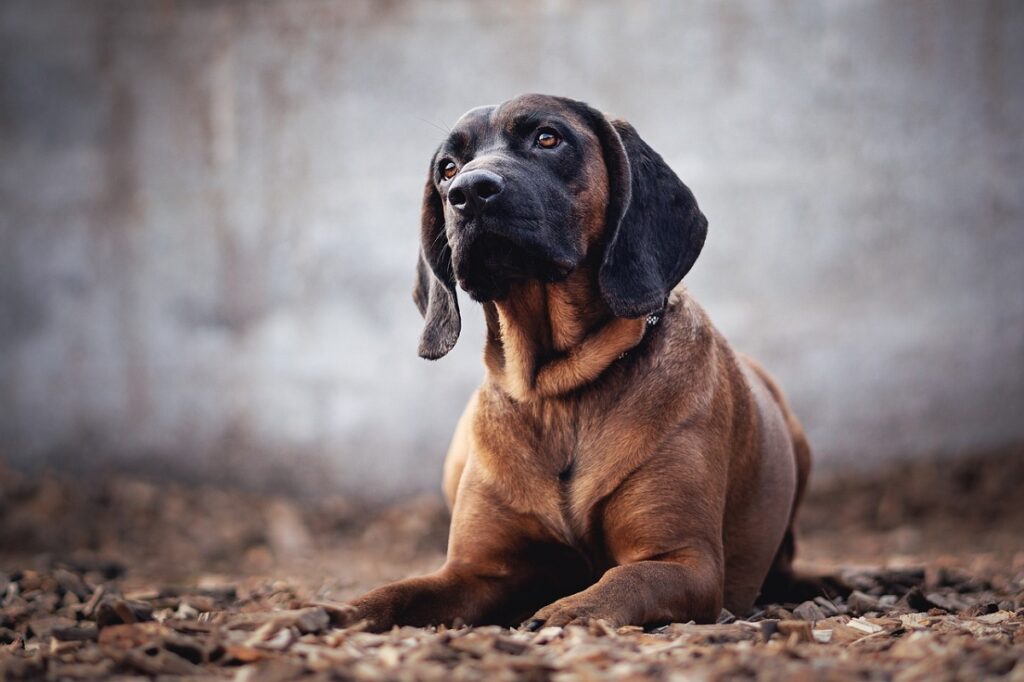 wrinkly dogs
