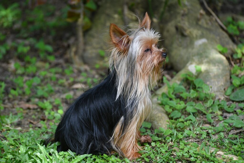 history of yorkie breeds
