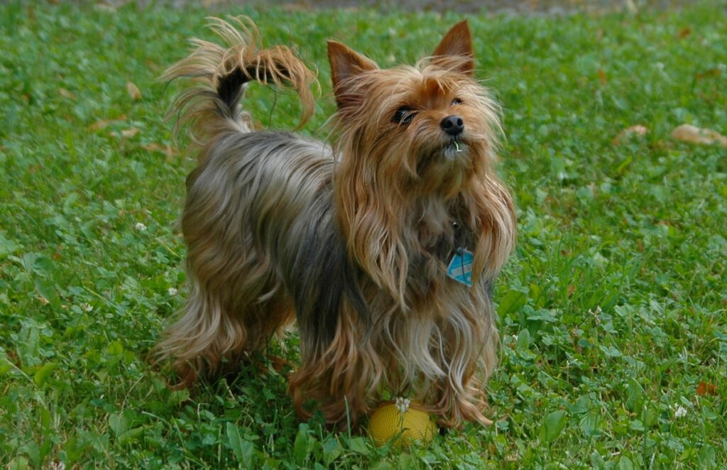 yorkie types
