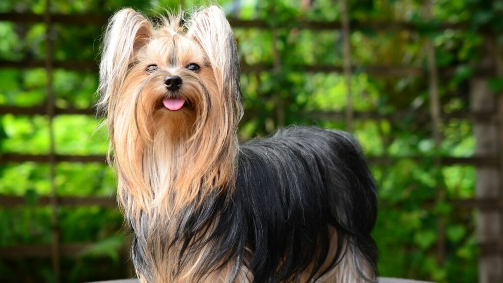 long haired dog