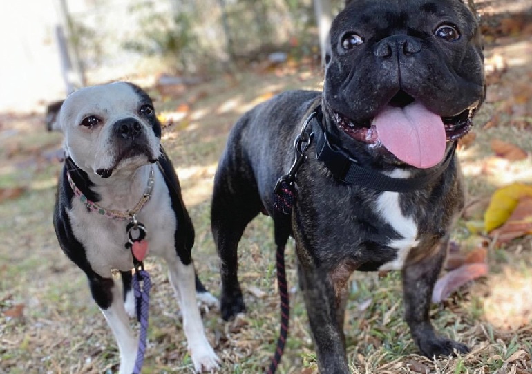 best dog collar and leash