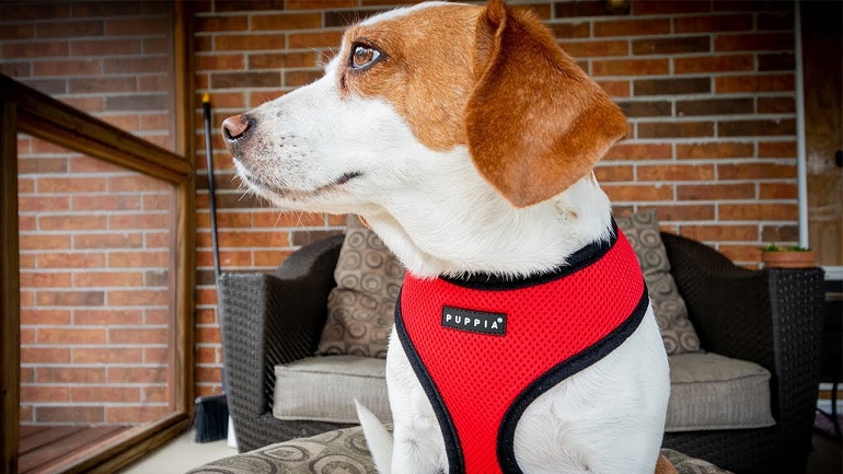 best harness for small dogs