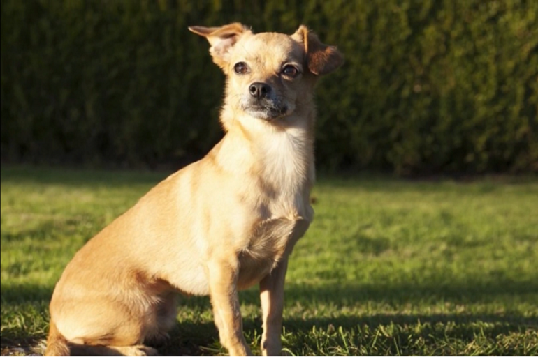 chiweenie temperament