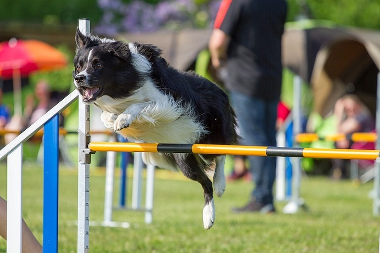 how to train your dog with a shock collar