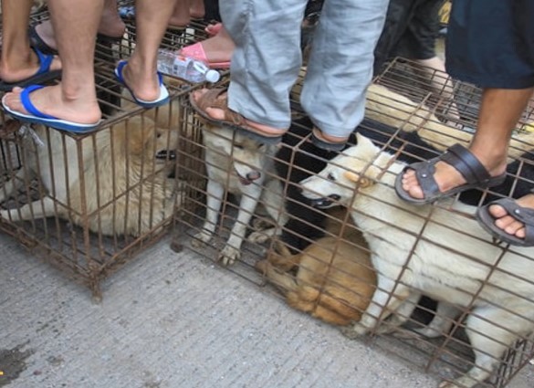 yulin dog meat festival 2021