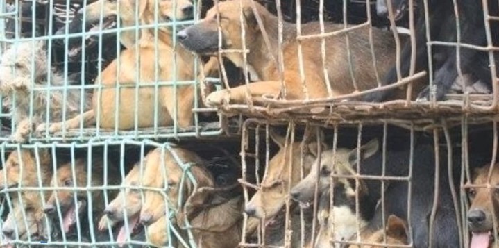 yulin dog meat festival 2021