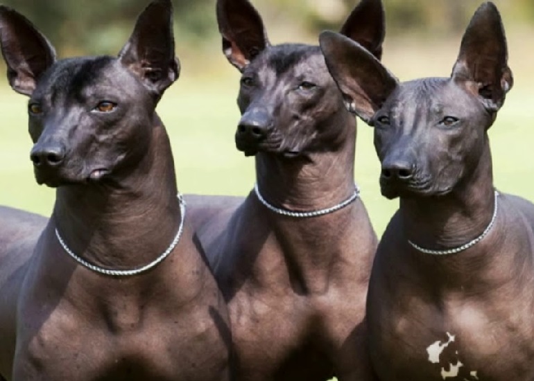 mexican hairless dog