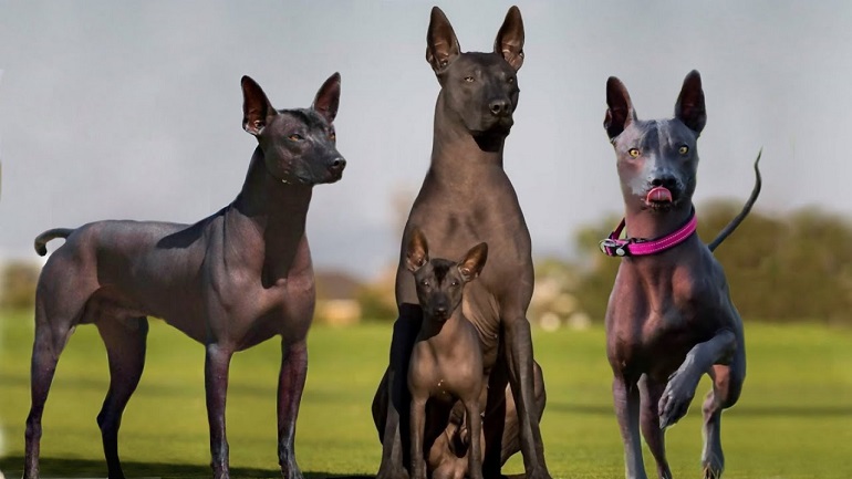 xoloitzcuintli dog