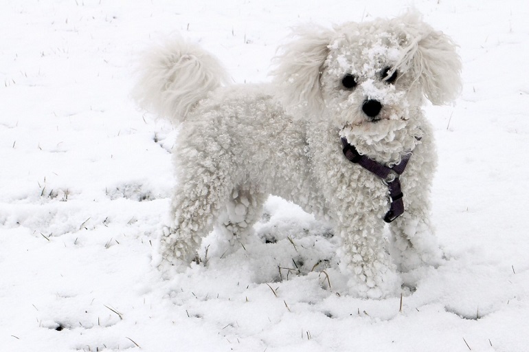 how big do toy poodles get