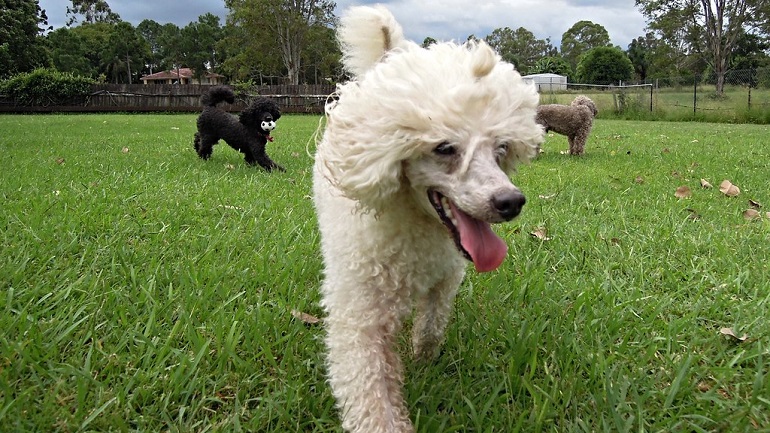 poodle puppies