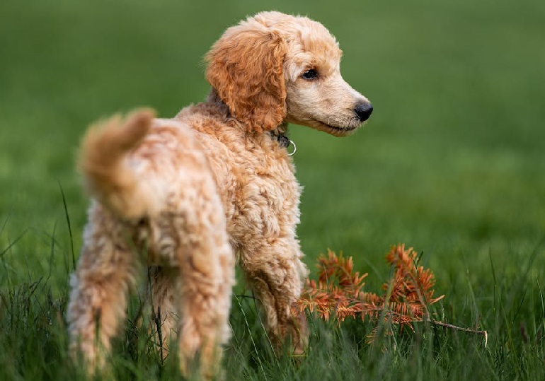 toy poodle puppies