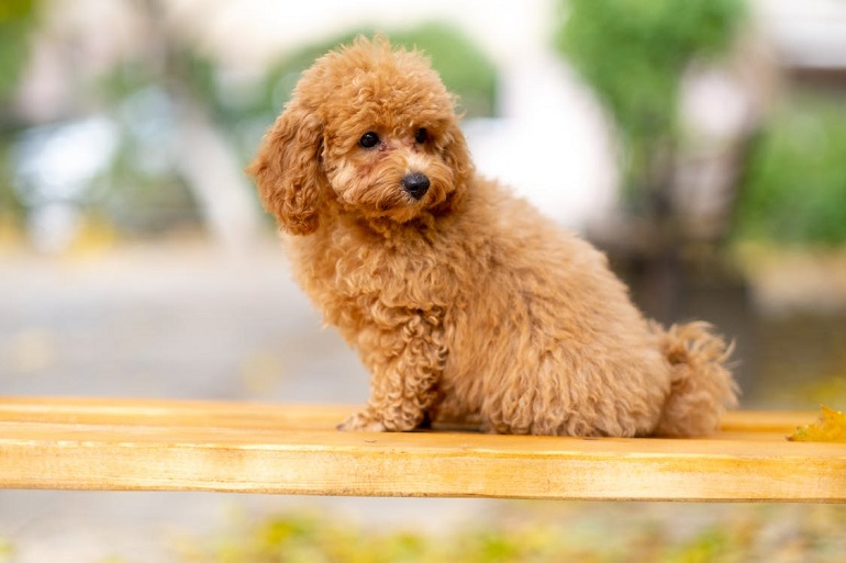 1730886318 toy poodle review