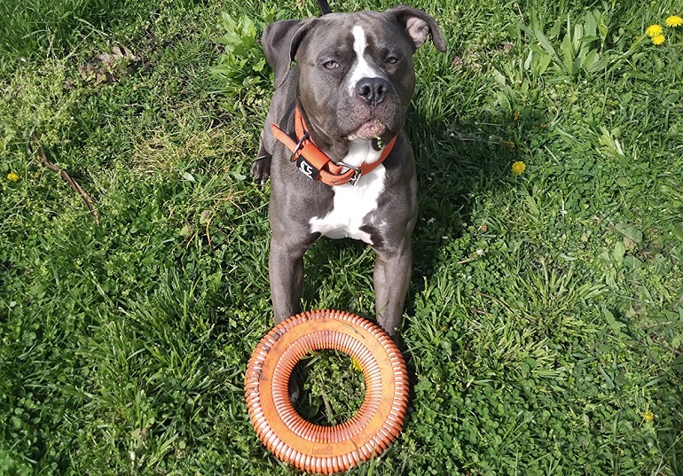 harness vs collar