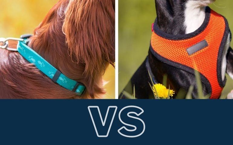 1730897714 Dog Collar vs Harness review 3