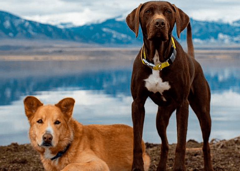 best smart dog collar