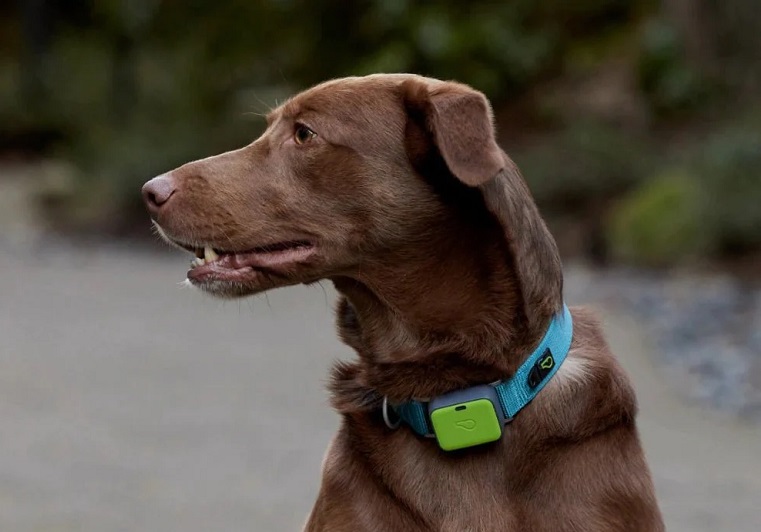 whistle dog collar