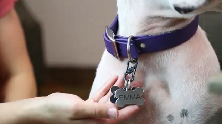 1730915114 How to Put Dog Tags on Collar review