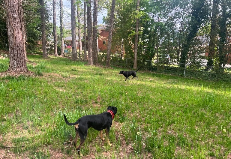 installing underground dog fence