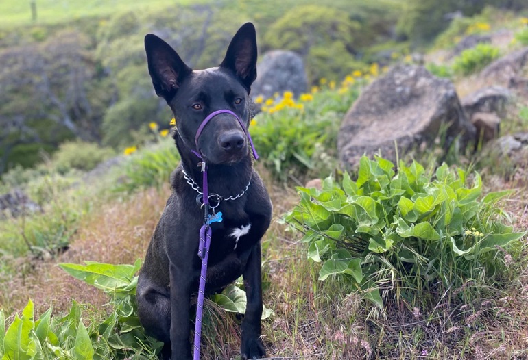 heavy duty dog collars