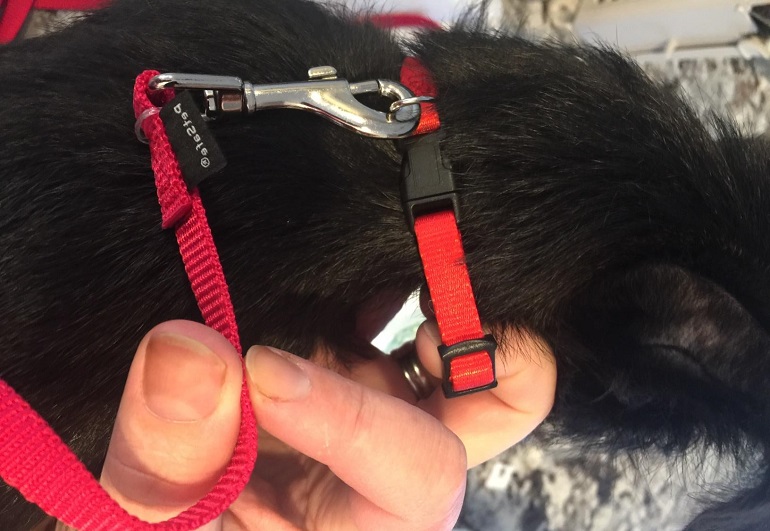 dog collar brand