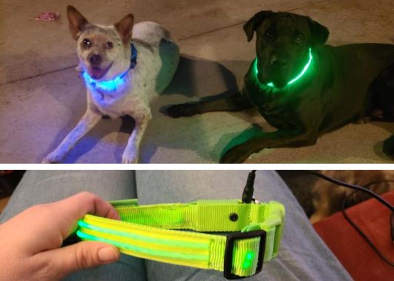 best reflective dog collars