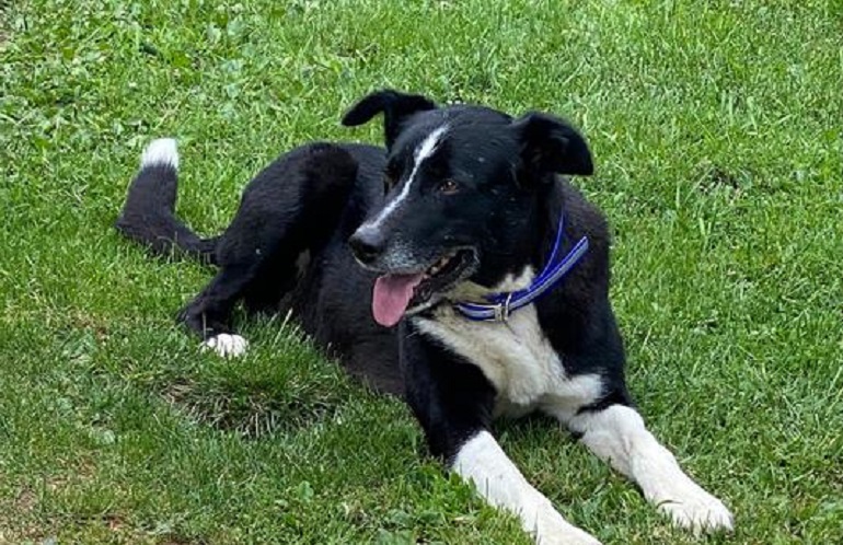 large reflective dog collars