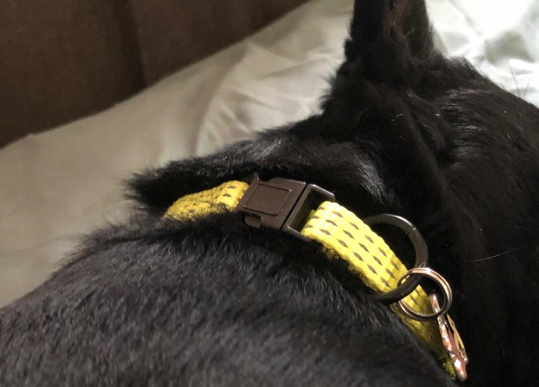 best reflective dog leash