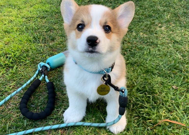 high visibility dog collar