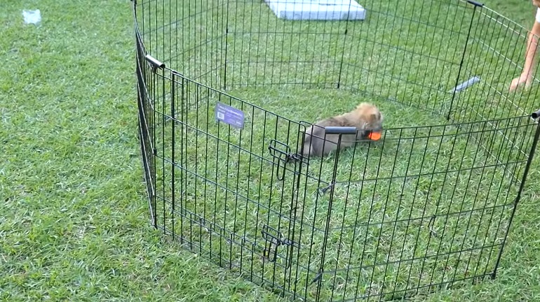 how to keep dog in yard without fence