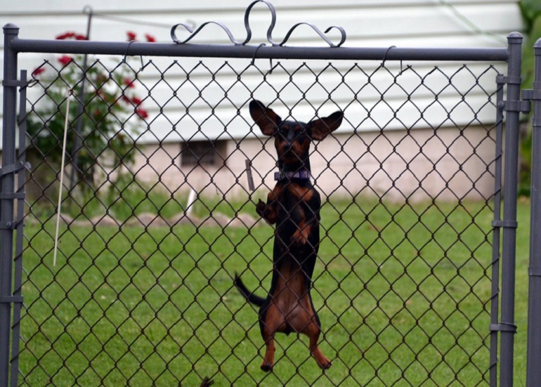 how to stop dogs from climbing fence