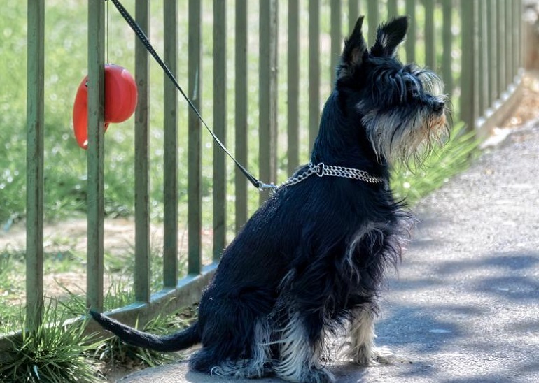 stop dog from jumping fence