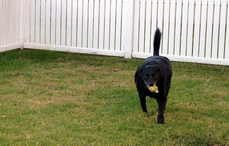 1730960411 How To Dog Proof Fence